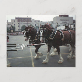 Clydesdale Horses at Midtown Plaza in Elmira, NY Vykort