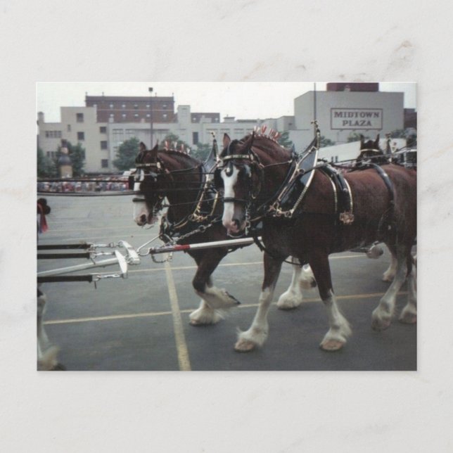 Clydesdale Horses at Midtown Plaza in Elmira, NY Vykort (Framsida)