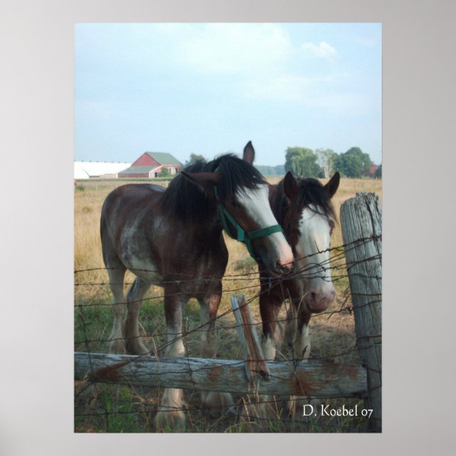 Clydesdale Horses Poster (Framsidan)