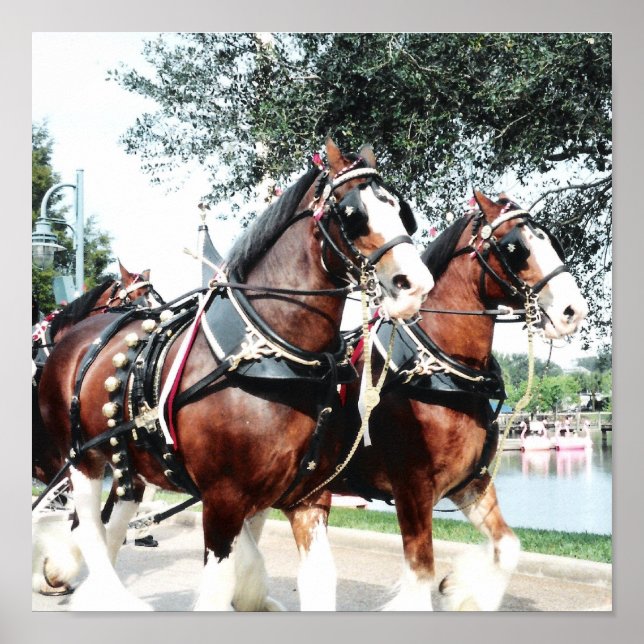 Clydesdale Horses Poster (Framsidan)