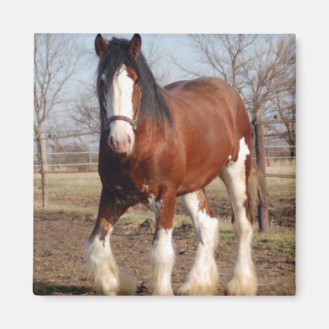 Clydesdale magnet (Framsidan)