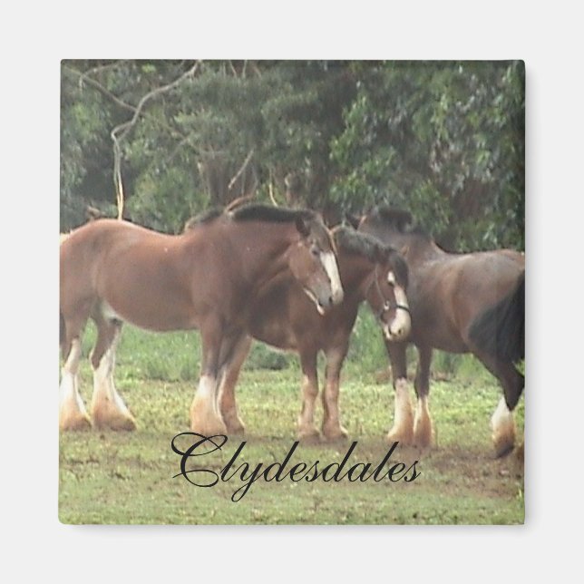 Clydesdale Magnet (Framsidan)