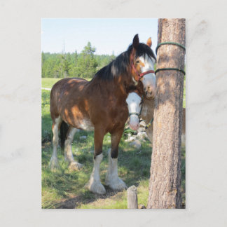 Clydesdale Mamma och Baby Vykort