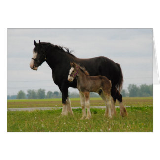 clydesdale mare and filly hälsningskort