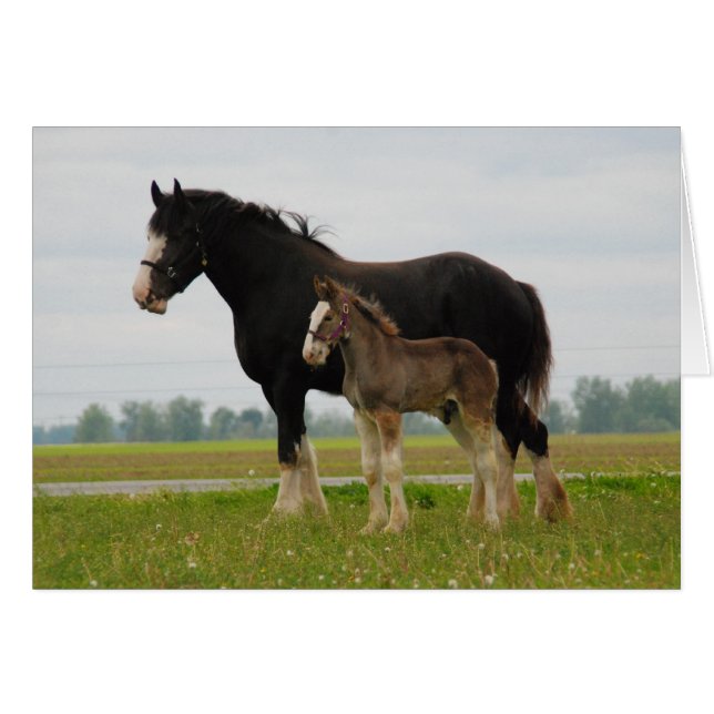 clydesdale mare and filly hälsningskort (Framsidan Horizontal)