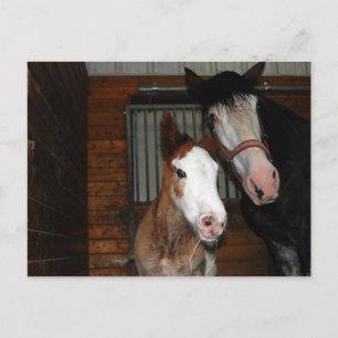 Clydesdale mare and filly vykort