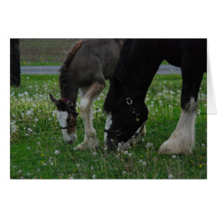 Clydesdale Mare & Colt Hälsningskort