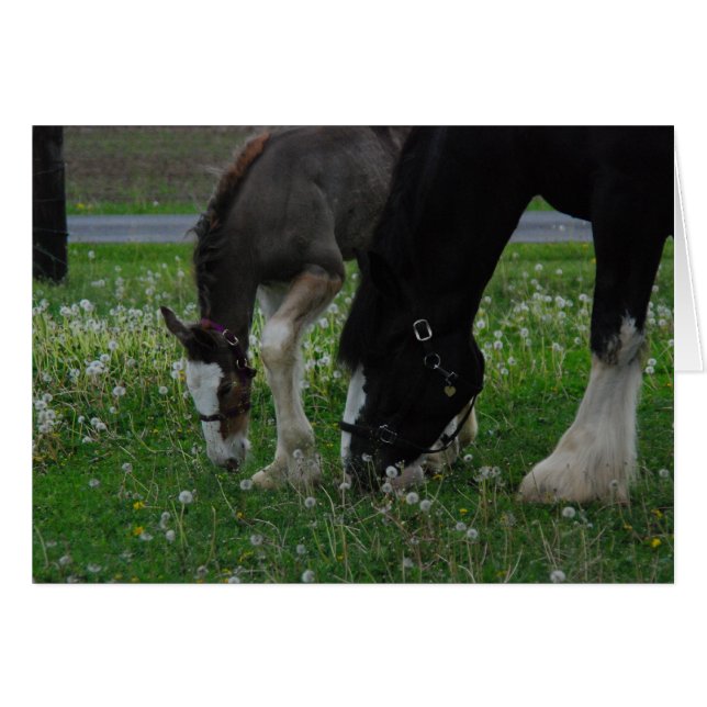 Clydesdale Mare & Colt Hälsningskort (Framsidan Horizontal)