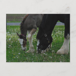 Clydesdale Mare & Colt Vykort