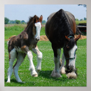 clydesdale och fillprint poster