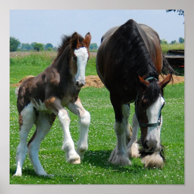 clydesdale och fillprint poster (Framsidan)