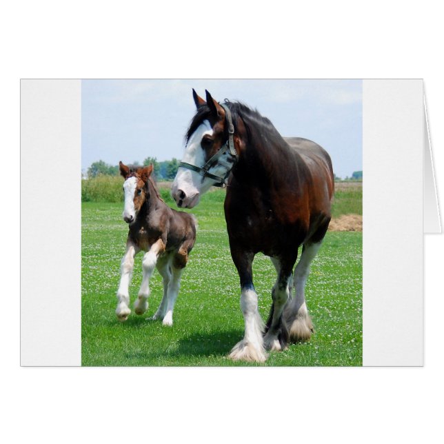 Clydesdale och Filly Hälsningskort (Framsidan Horizontal)