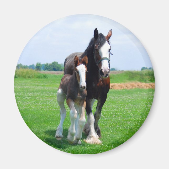 Clydesdale och Filly magnet (Framsidan)