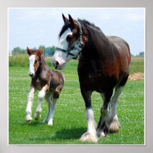 Clydesdale och Filly print Poster