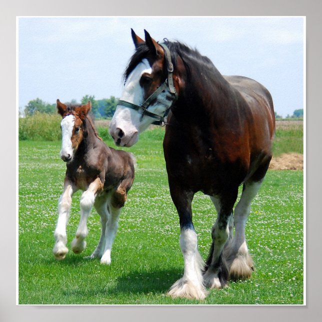 Clydesdale och Filly print Poster (Framsidan)