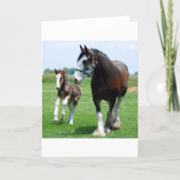 Clydesdale och ungsto