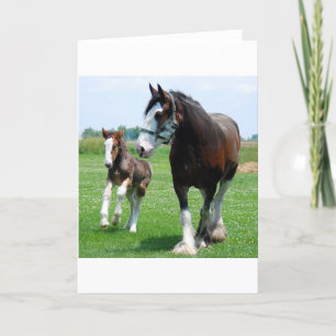 Clydesdale och ungsto kort