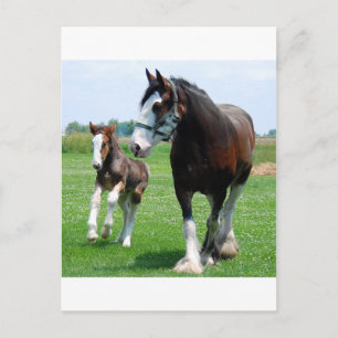 Clydesdale och ungsto vykort