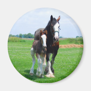 Clydesdale och ungstomagnet magnet