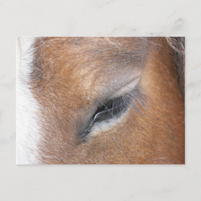 Clydesdale Öga Vykort (Framsida)