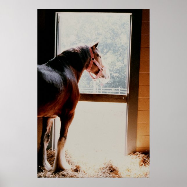 Clydesdale Poster (Framsidan)