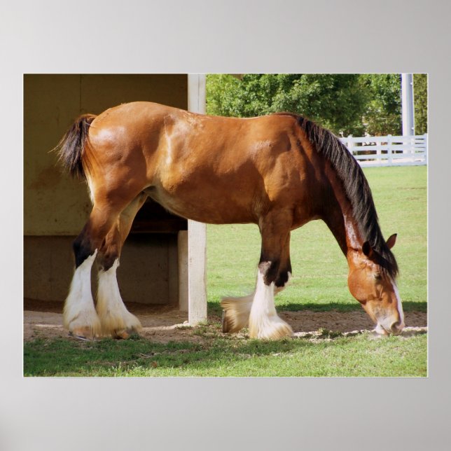 Clydesdale Poster (Framsidan)