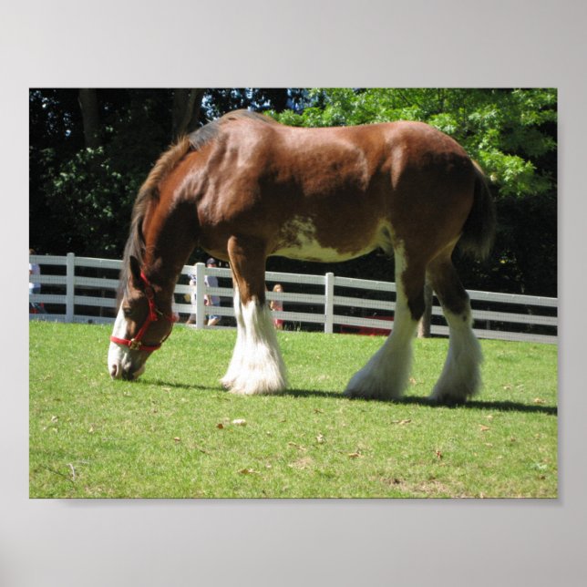 Clydesdale Poster (Framsidan)