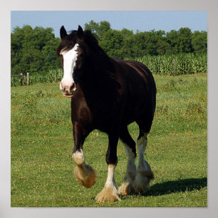 Clydesdale rinnande tryck