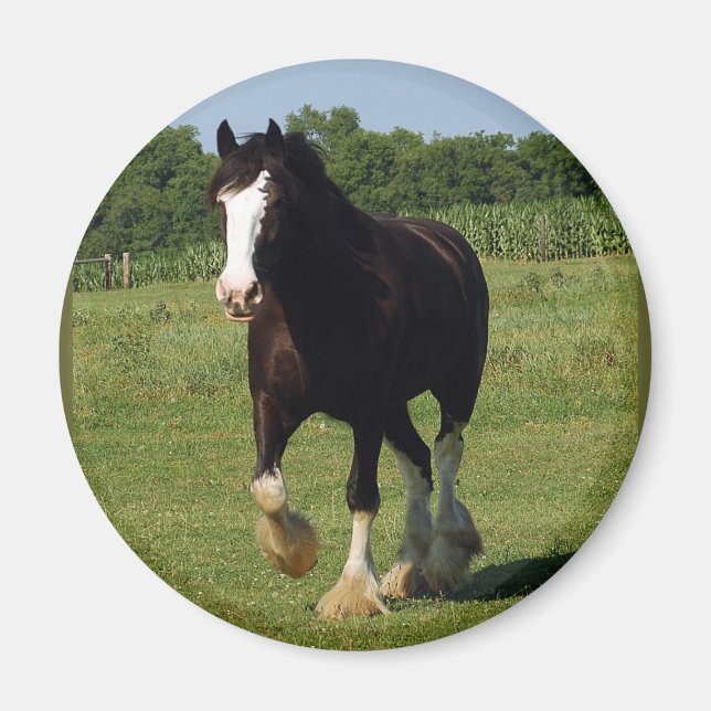 Clydesdale Running Magnet (Framsidan)