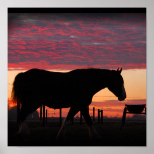 Clydesdale solnedgång poster
