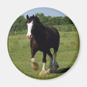 Clydesdale spring magnet
