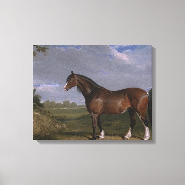 Clydesdale Stallion (Thoroughborn Horse) (djur) Canvastryck (Framsida)