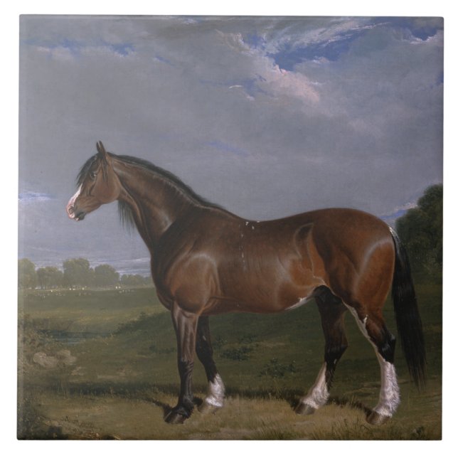Clydesdale Stallion (Thoroughborn Horse) (djur) Kakelplatta (Framsidan)