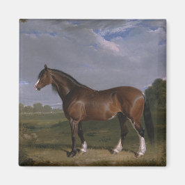 Clydesdale Stallion (Thoroughborn Horse) (djur) Magnet