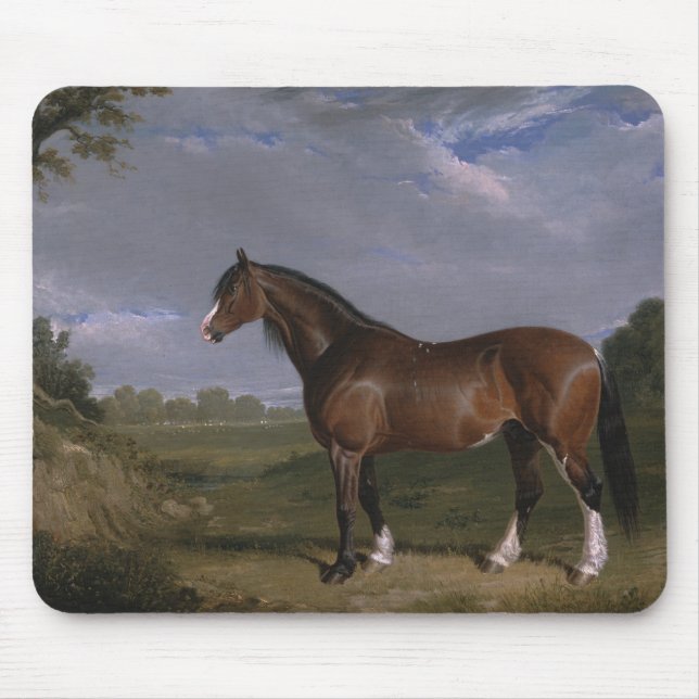 Clydesdale Stallion (Thoroughborn Horse) (djur) Musmatta (Framsidan)