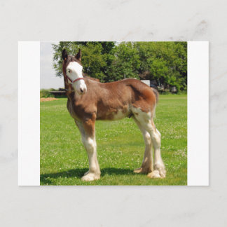 clydesdale stam vykort
