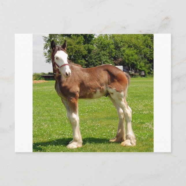clydesdale stam vykort (Framsida)