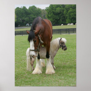 Clydesdale står över Miniapony Poster
