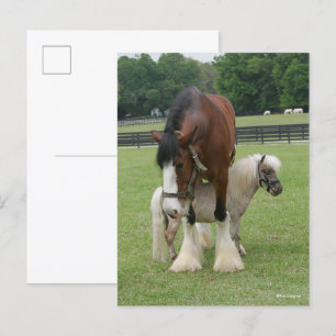 Clydesdale står över Miniapony Vykort
