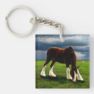 Clydesdale storm