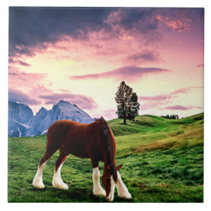 Clydesdale Sunset Kakelplatta