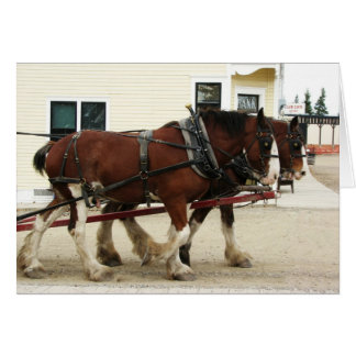 Clydesdale Team, Heritage Park, Calgary, Alberta Hälsningskort