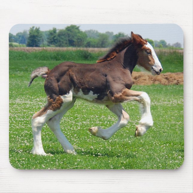 Clydesdale ungstomousepad musmatta (Framsidan)