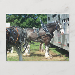 Clydesdale Vykort