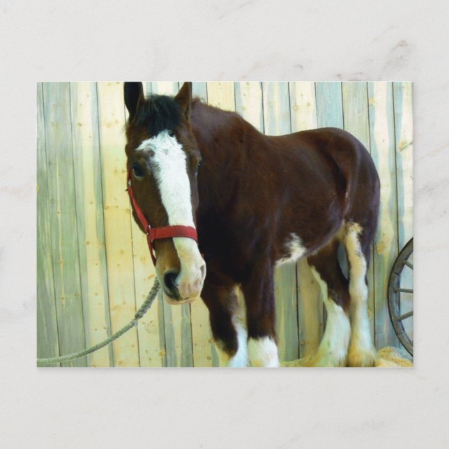 Clydesdale Vykort (Framsida)