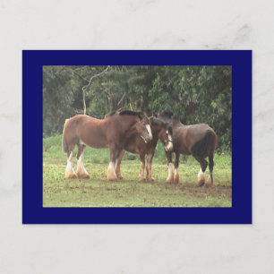 Clydesdale vykort