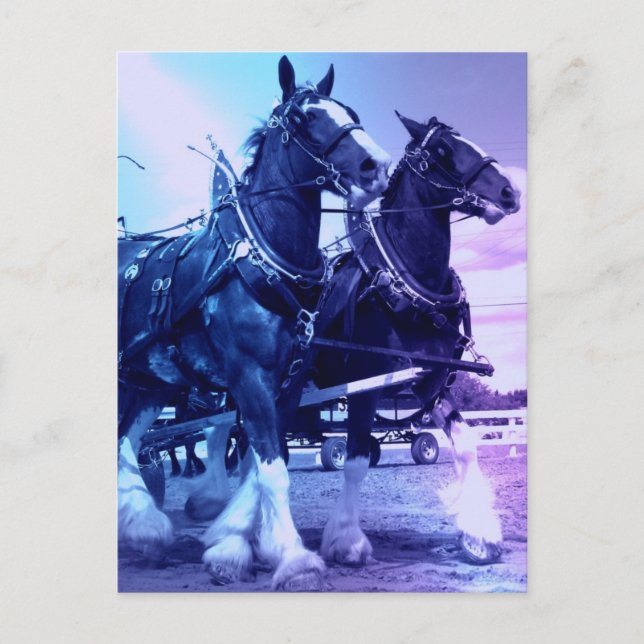 Clydesdale vykort (Framsida)