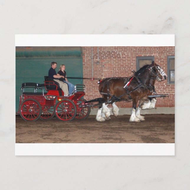 Clydesdales cart vykort (Framsida)