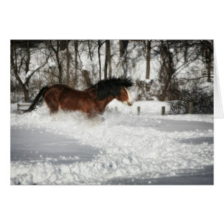 Clydesdale's Snowy Springa OBS Kort