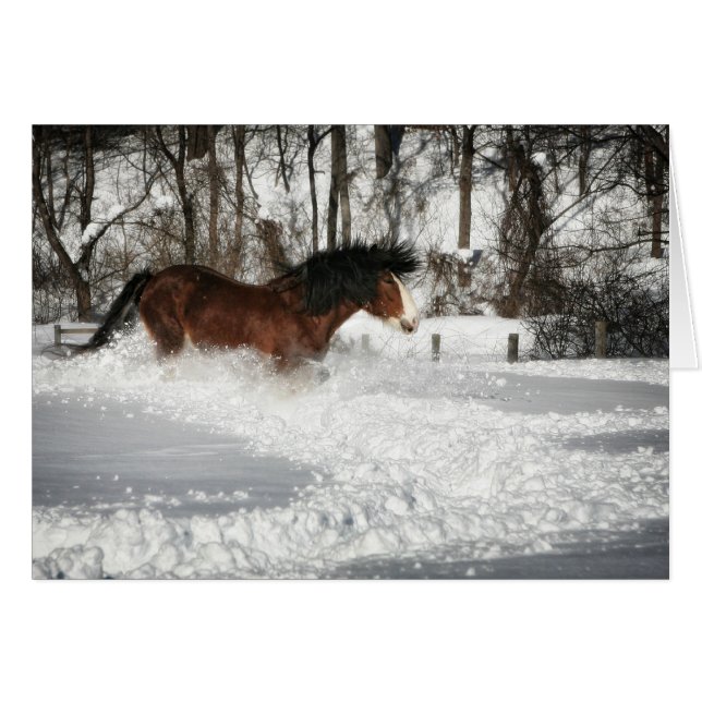 Clydesdale's Snowy Springa OBS Kort (Framsidan Horizontal)